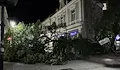 Огромно дърво рухна на улица „Александровска“ в Русе