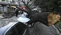 Дървета затиснаха два автомобила в Русенско