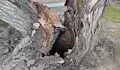 Премахват всички дървета на булевард „Съединение“ след експертна оценка