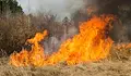 Огън лумна край борова гора в Русе