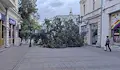 Огромно дърво рухна на улица „Александровска“ в Русе