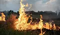 Глобяват до 1000 евро за палене на огън на открито