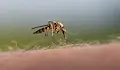 Русе падна в капана на комарите