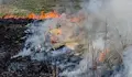 Пожарникари спасиха 250 декара пшеница край град Ветово