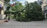 Марин Койнов: Опасни изгнили дървета падат внезапно в Русе