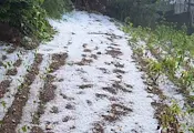Градушка унищожи посевите в пет смолянски села