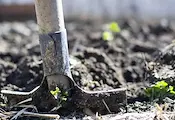 Засаждат 400 нови дървета в Русе