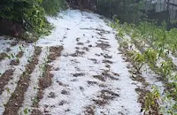 Градушка унищожи посевите в пет смолянски села