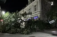 Огромно дърво рухна на улица „Александровска“ в Русе