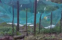 Градушка опустоши 80% от овощните градини в Копиловци