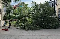 Марин Койнов: Опасни изгнили дървета падат внезапно в Русе