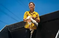 Кметица спаси висящо от гнездо щъркелче