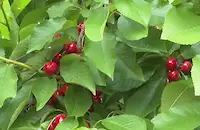 Прекупвачи извиват ръцете на черешопроизводителите в Сливенско