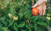 10 растения, които не бива да засаждаме до доматите