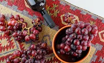 ДНК от гроздови семки на 2000 години разкриват произхода на виното