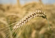 Пожарът е пламнал по време на жътваПожар избухнал най вероятно