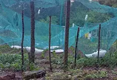 Ледени късове с големина на орех удариха МонтанскоГрадушка с големина