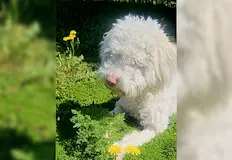Семейство отправя отчаян апел за помощСемейството на Шен ай Веселунова
