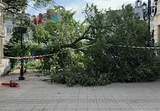 Над 60 000 градски дървета застрашително остаряватОгромно изгнило дърво падна