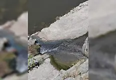 Екоинспектори спряха веднага вътрешното почистване на камиониАвтомивка за товарни автомобили