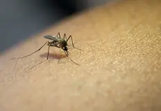Специализирани екипи атакуват насекомите в населените места на общинатаМащабни наземни
