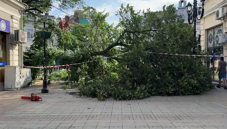 Над 60 000 градски дървета застрашително остаряват