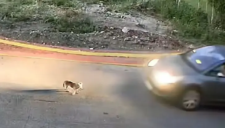 Шофьорка глобена с 50 000 евро за прегазено куче в Гърция