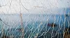 Военните учения в Черно море ли убиват делфините
