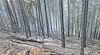 Гасят пожар в борова гора край Благоевград