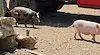 Застреляха животни в частна ферма край Казанлък