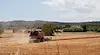 Ниски изкупни цени обричат зърнопроизводителите на фалит