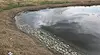 Търсят причината за мъртвата риба в язовир Пясъчник