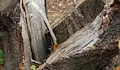 Дърво падна върху две коли в центъра на Русе