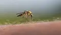Кипър ще произвежда стерилни мъжки комари