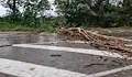 Паднали дървета затвориха пътя Велико Търново – Русе