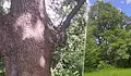 Държавата защити 500-годишен дъб в село Извор