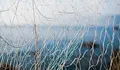 Военните учения в Черно море ли убиват делфините