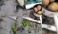Затвориха пълна с насекоми хотелска кухня в Равда