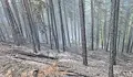 Гасят пожар в борова гора край Благоевград