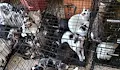 Спасиха над 100 котки от апартамент в Букурещ