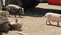 Застреляха животни в частна ферма край Казанлък