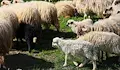 Откраднаха агнета от ферма в село Бъзън