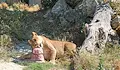 Симба и Косара отпразнуваха шести рожден ден