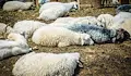 Откриха шарка по овцете в село Дълбок извор