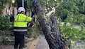 Екипи разчистват София след бурята