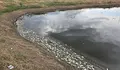Търсят причината за мъртвата риба в язовир Пясъчник