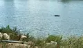 Пускат аератори за спасяване на рибата в язовир "Николово"
