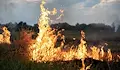 Човешка небрежност стои зад почти всички горски пожари в България