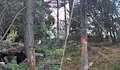 Скейт паркът в Русе е обграден от опасни дървета