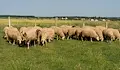 Умъртвяват 220 овце заради зараза в село Тешово